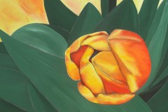 <font size="+1.8" color="#000000">Tulpe</font>